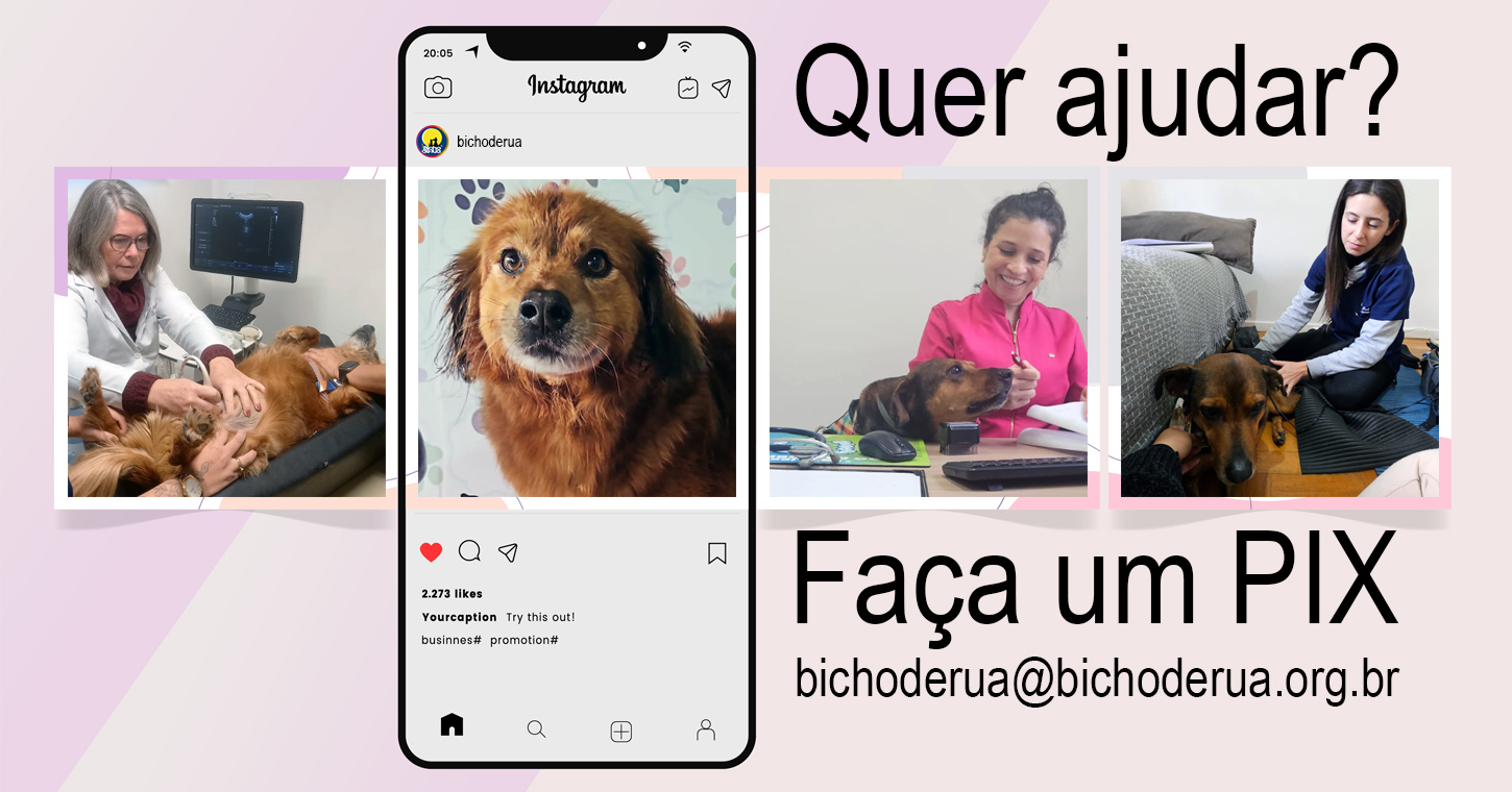 Bicho de Rua