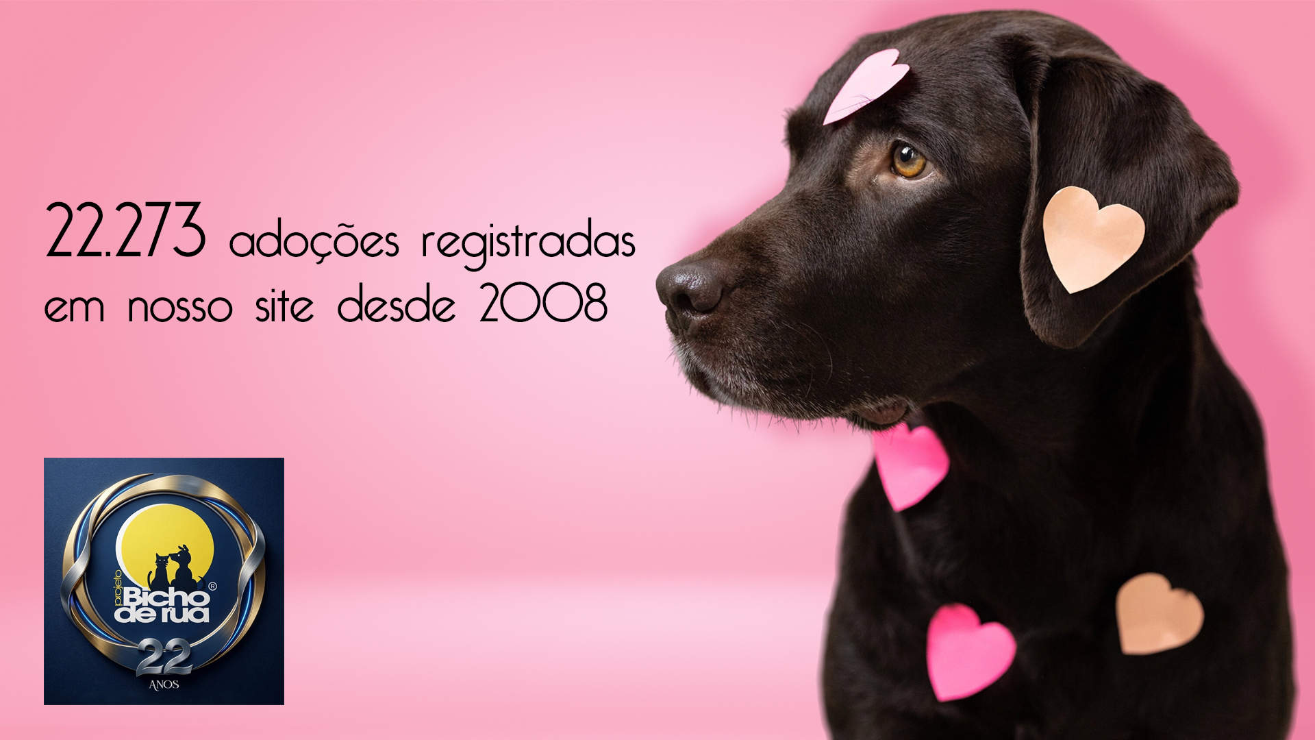 Bicho de Rua